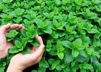 مستجدات خطيرة حول النعناع بالمغرب