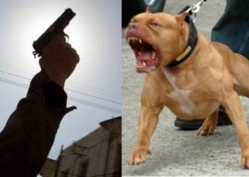 جانح هاجم الشرطة بكلب خطير في فاس