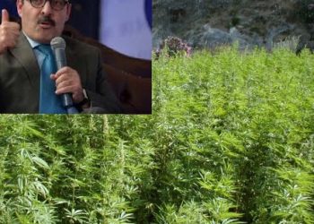 ما علاقة إلياس العماري بالبحث العلمي حول المخدرات؟