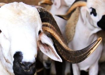 الأوقاف: عيد الأضحى يوم الإثنين 12 غشت
