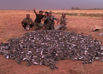 القنص الجائر يجر خليجيين أمام القضاء