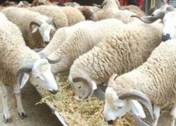 عيد الأضحى الأحد أو الاثنين: هل “أكلنا” رمضان؟