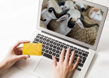 اقبال كبير على شراء كبش العيد عبر الإنترنت