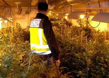 تفكيك عصابة تزرع وتوزيع المخدرات وحجز طنين باسبانيا