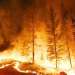 حرائق الغابات.. مغاربة أستراليا يواجهون ظروفا صعبة