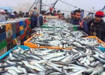 آسفي .. استئناف تدريجي لأنشطة الصيد البحري بعد ثلاثة أسابيع من التوقف