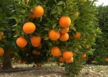 نمو ب 6 المائة في صادرات البواكر و17 في المائة في صادرات المنتوجات الفلاحية المحولة من غير السكر ومشتقاته مقارنة بالموسم الماضي