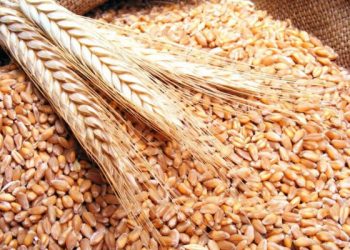 تزويد السوق بالحبوب مستمر في أحسن الظروف