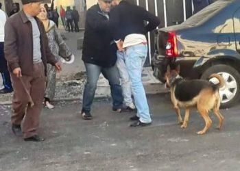فتح تحقيق في تهديد موظف شرطة بواسطة كلب شرس