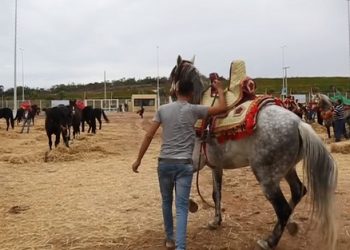 الأخبار حول منح مساعدات للخيول في سياق كورونا “لا أساس لها من الصحة”