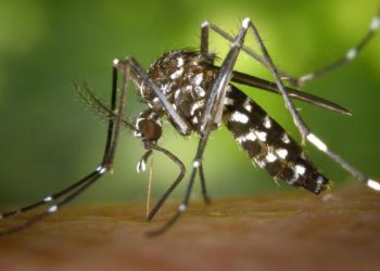 تحذيرات من لدغات بعوض النمر في الجزائر