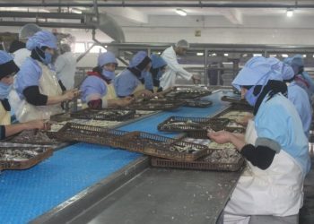 العيون.. إصابة 84 حالة بمعمل لتصبير السمك