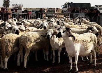 احتجاج المسلمين بسبتة بعد إلغاء عيد الأضحى