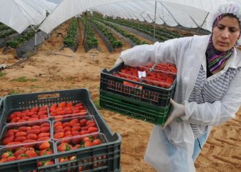 إسبانيا : إطلاق برنامج لإعادة 7100 من العاملات المغربيات الموسميات