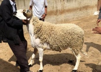 الداخلية تمنح رخصا خاصة للجزارين لمزاولة الذبح خلال عيد الأضحى