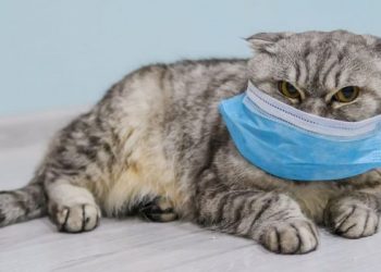 إصابة أول حيوان أليف بكورونا