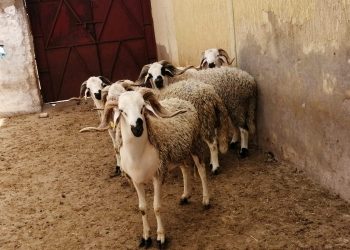 إقليم الرحامنة .. ضبط 12 طنا من فضلات الدواجن تستعمل في تغذية الأغنام