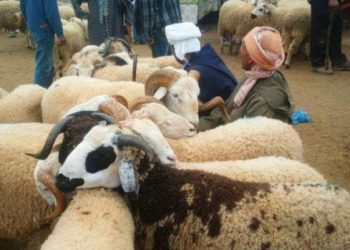 إجراءات جديدة تتعلق بدبح الأضاحي