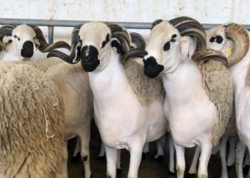 استعدادا لعيد الأضحى.. ترقيم أزيد من 7 ملايين رأس من الأغنام والماعز