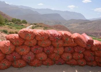 انطلاق المرحلة الثانية بجماعة ايت بواولي لمشروع زراعة الزعفران بازيلال