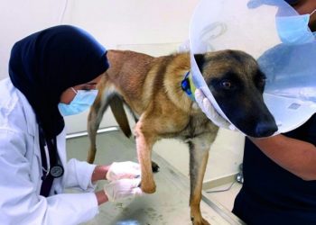 منع كلب من دخول طنجة لإجراء عملية جراحية