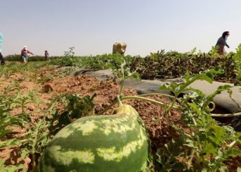 البطيخ الأحمر بإقليم شيشاوة .. زراعة ذات مؤهلات متعددة