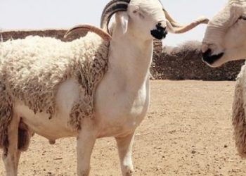 عيد الأضحى مر في ظروف جيدة على مستوى الجودة والصحة الحيوانية