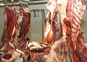 مراكش : حجز كميات كبيرة من لحوم فاسدة موجهة لإعداد النقانق والكفتة