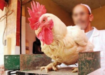 الجمعية الوطنية لمنتجي لحوم الدواجن توضح بشأن ارتفاع أسعار الدجاج