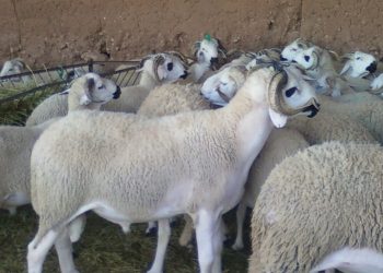 العثور على خروفين من مجموع 20 تم سرقتهم بأزيلال