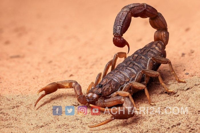 جماعة مرس السلطان، العقارب