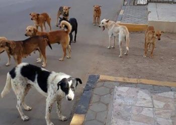 الخميسات.. الكلاب الضالة ترعب الساكنة في الشوارع الرئيسية