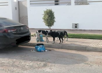 الجديدة.. الكلاب الضالة تهدد حياة المواطنين