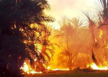 كلميم.. حريق واحة تاكموت بجماعة تغجيجت يأتي على أزيد من 170 نخلة