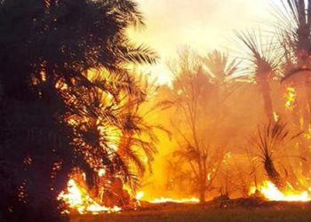 كلميم .. حريق بواحة تاكموت يأتي على أعداد كبيرة من النخيل