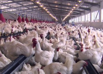 فيروس كورونا يُعمق أزمة قطاع تربية الدواجن