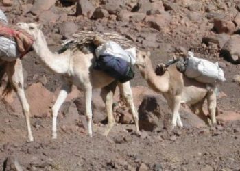 الراشيدية …حجز عشرة جمال تحمل 41 رزمة من الشيرا