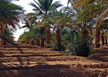 غرس 3.06 مليون نخلة في إطار مخطط المغرب الأخضر