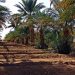غرس 3.06 مليون نخلة في إطار مخطط المغرب الأخضر