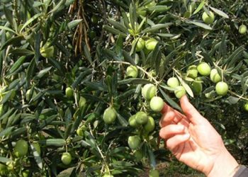 شجر الزيتون يتصدر الزراعات المثمرة بجهة مراكش آسفي