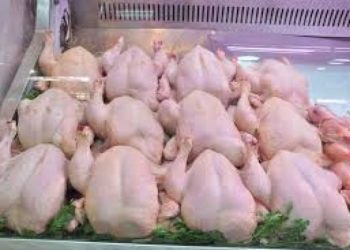 الجزائر تخزّن الدجاج لشهر رمضان