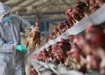 إعدام حوالي 250 ألف دجاجة بسبب تفشي إنفلونزا الطيور