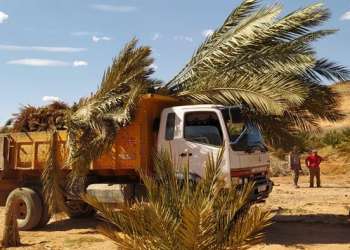 الحزن يخيم على مزارعي نخيل مغاربة طردتهم الجزائر من واحة حدودية