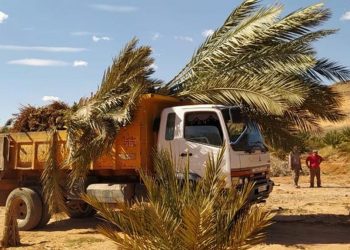 “إنصاف” فلاحي واحة فجيج بمقاطعة التمور الجزائرية