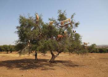 الأركان..شجرة عنوانها الصمود والخلود