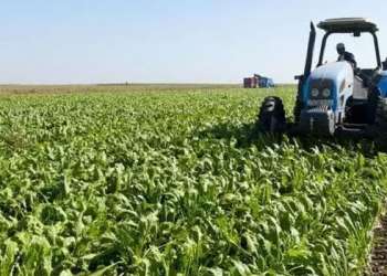 تباشير أمل بموسم فلاحي جيد بإقليم سيدي بنور