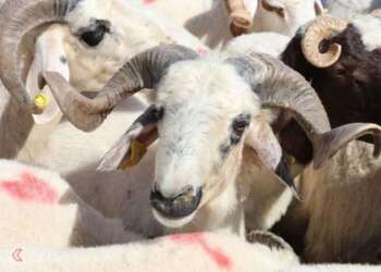 حظر الذبح الحلال يدفع مسلمو بلجيكا اللجوء إلى القضاء