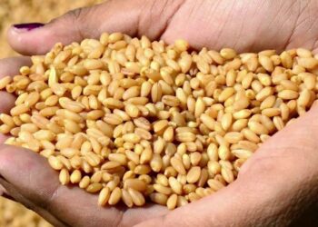 سعر القمح يبلغ مستوى غير مسبوق بعد الغزو الروسي على أوكرانيا