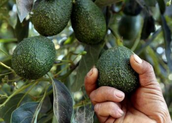 تراجع صادرات الأفوكادو المكسيكية بـ30 بالمائة