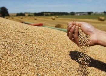 الموسم الفلاحي 2022/2021: الإنتاج المتوقع للحبوب يقدر بـ 32 مليون قنطار
